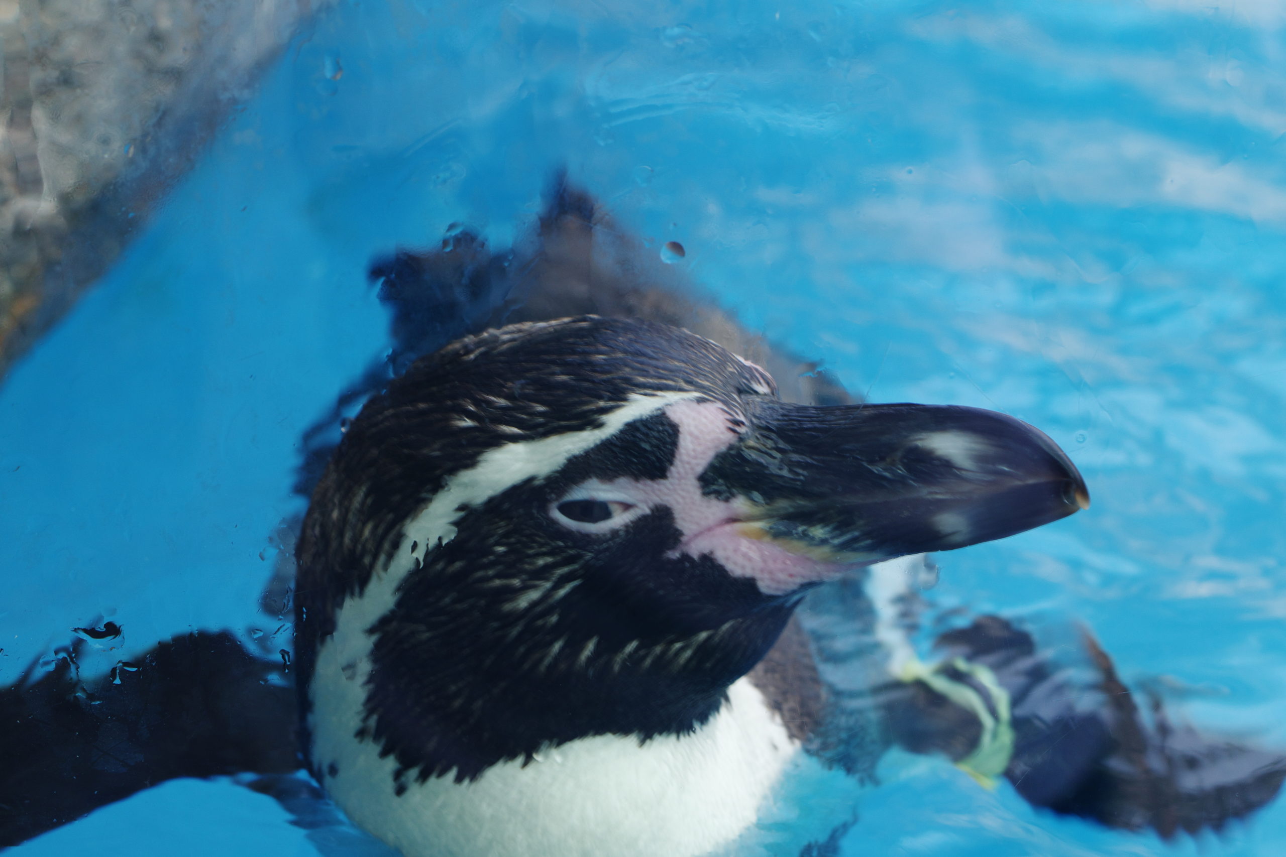 フンボルトペンギン