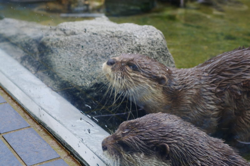 コツメカワウソ