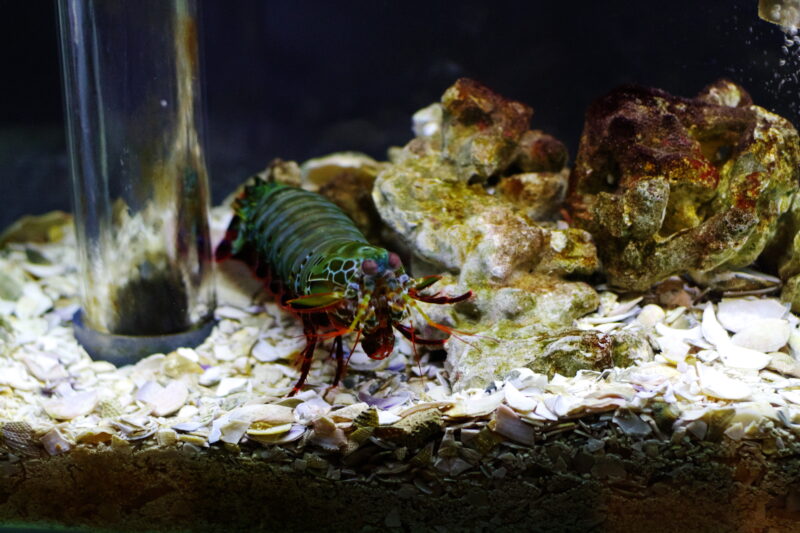 モンハナシャコ