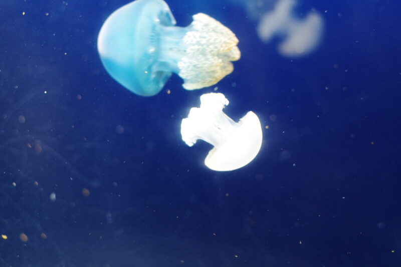 カラージェリーフィッシュ