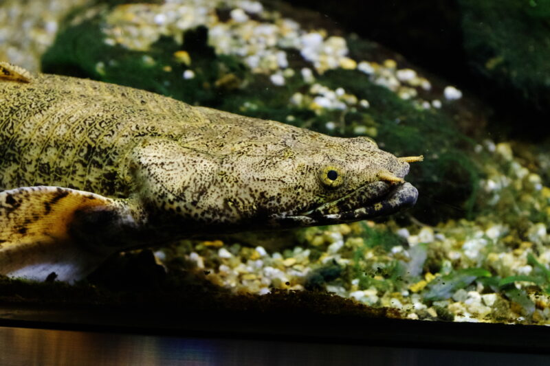 ポリプテルスエンドリケリー